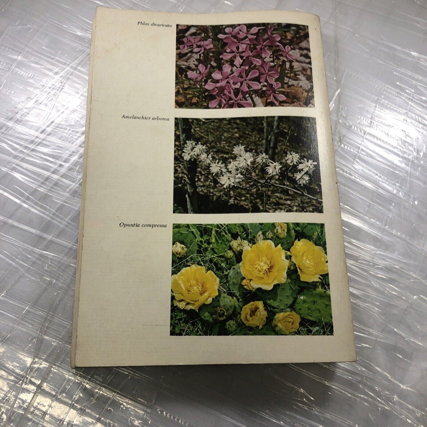 MISSOURI FLOWERS By Edgar Denison ~ 1972 Trade Paperback Flower Identification