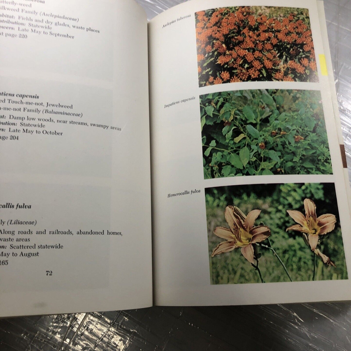 MISSOURI FLOWERS By Edgar Denison ~ 1972 Trade Paperback Flower Identification