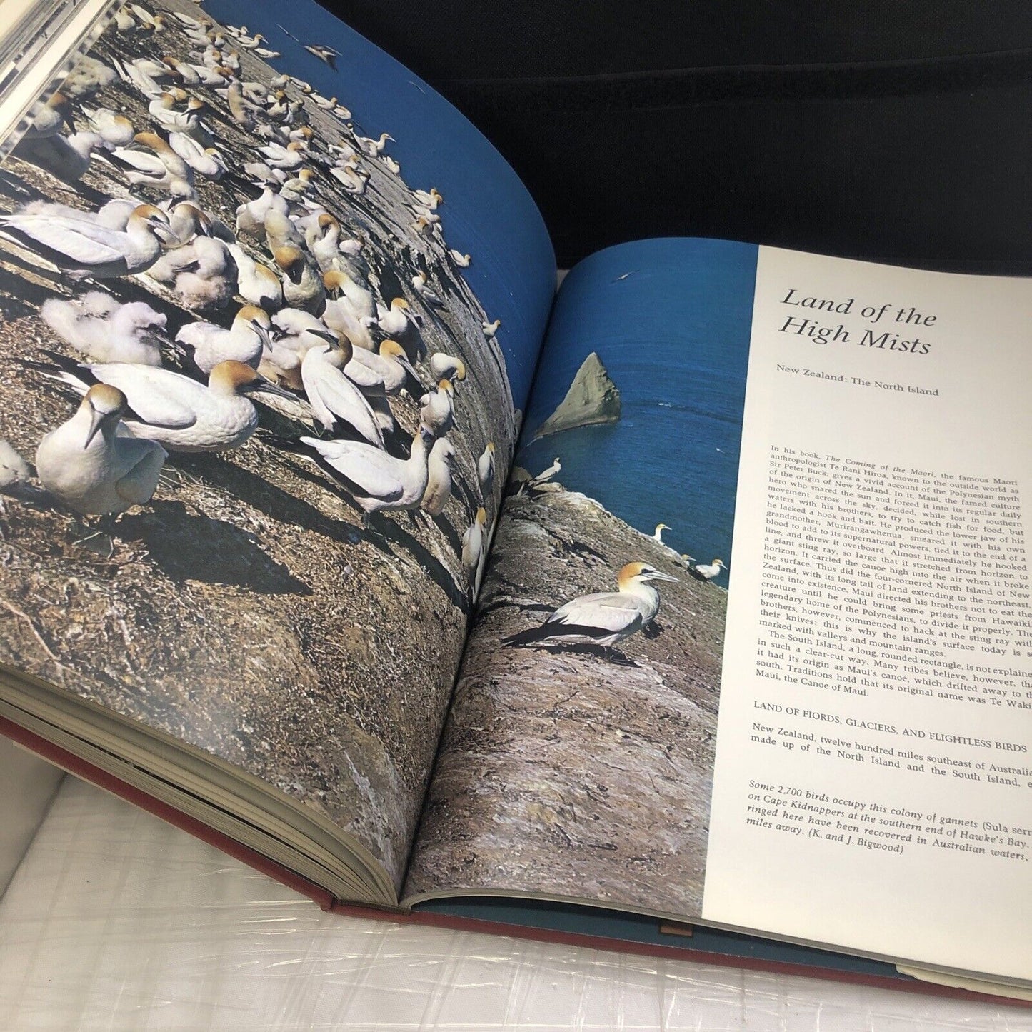 Australia and the Pacific Islands: A natural history (Continents we live On) HC