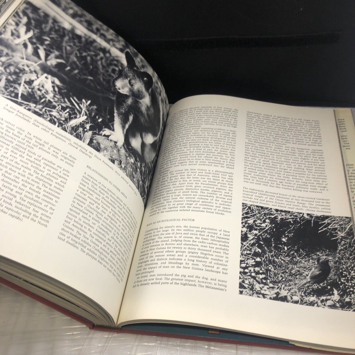 Australia and the Pacific Islands: A natural history (Continents we live On) HC