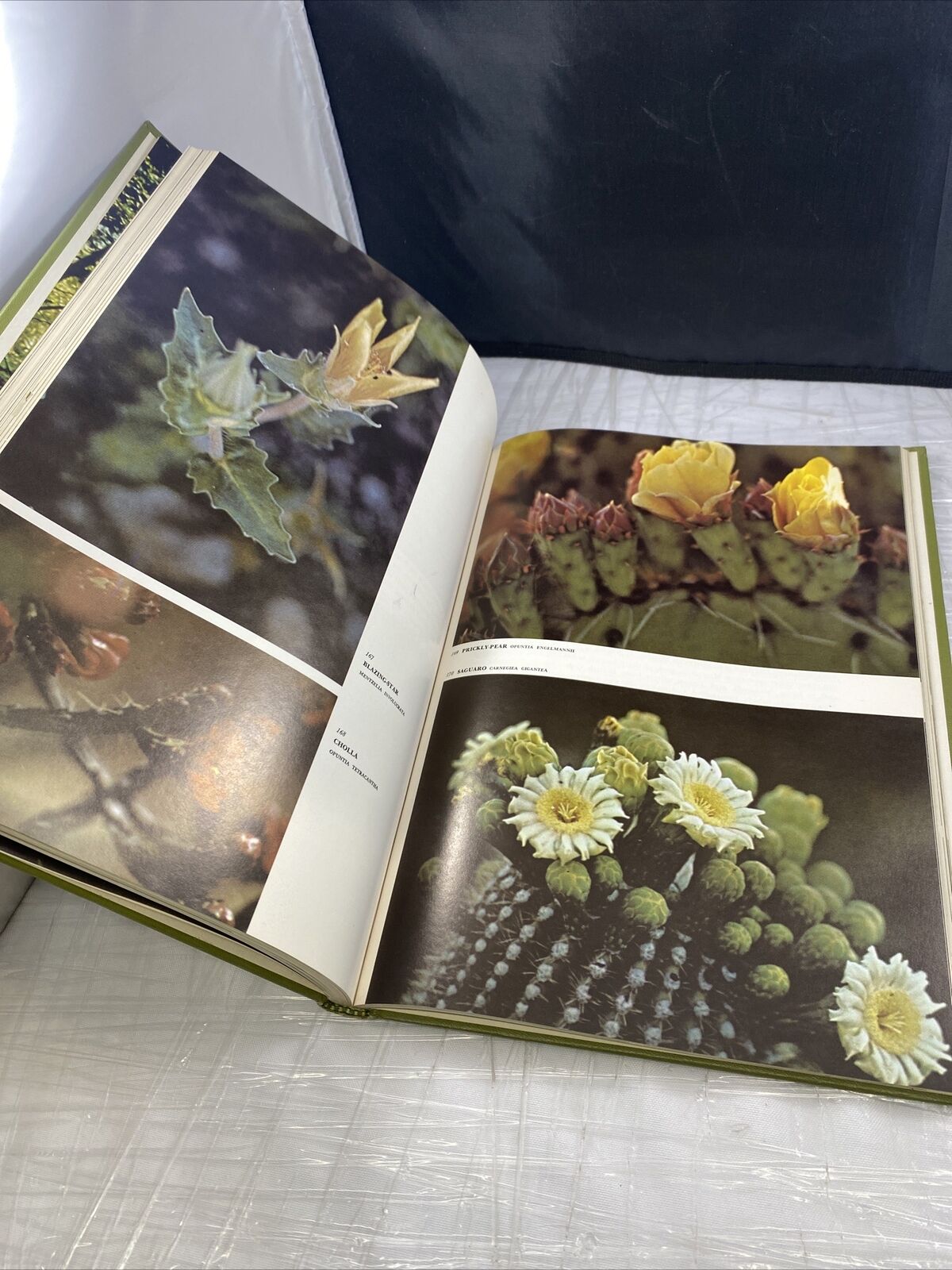 The Odyssey Book of AMERICAN WILDFLOWERS by H.W. Rickett 60s Vintage Pictures