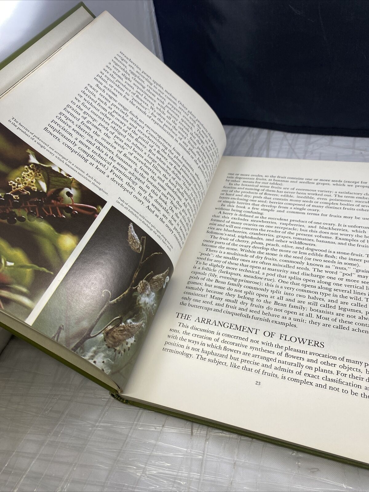 The Odyssey Book of AMERICAN WILDFLOWERS by H.W. Rickett 60s Vintage Pictures