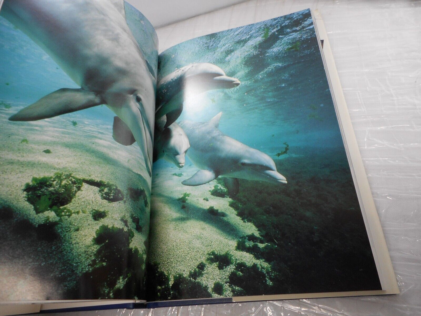 (With Bookplate) National Geographic Wild Animals of North America Hardback 1998