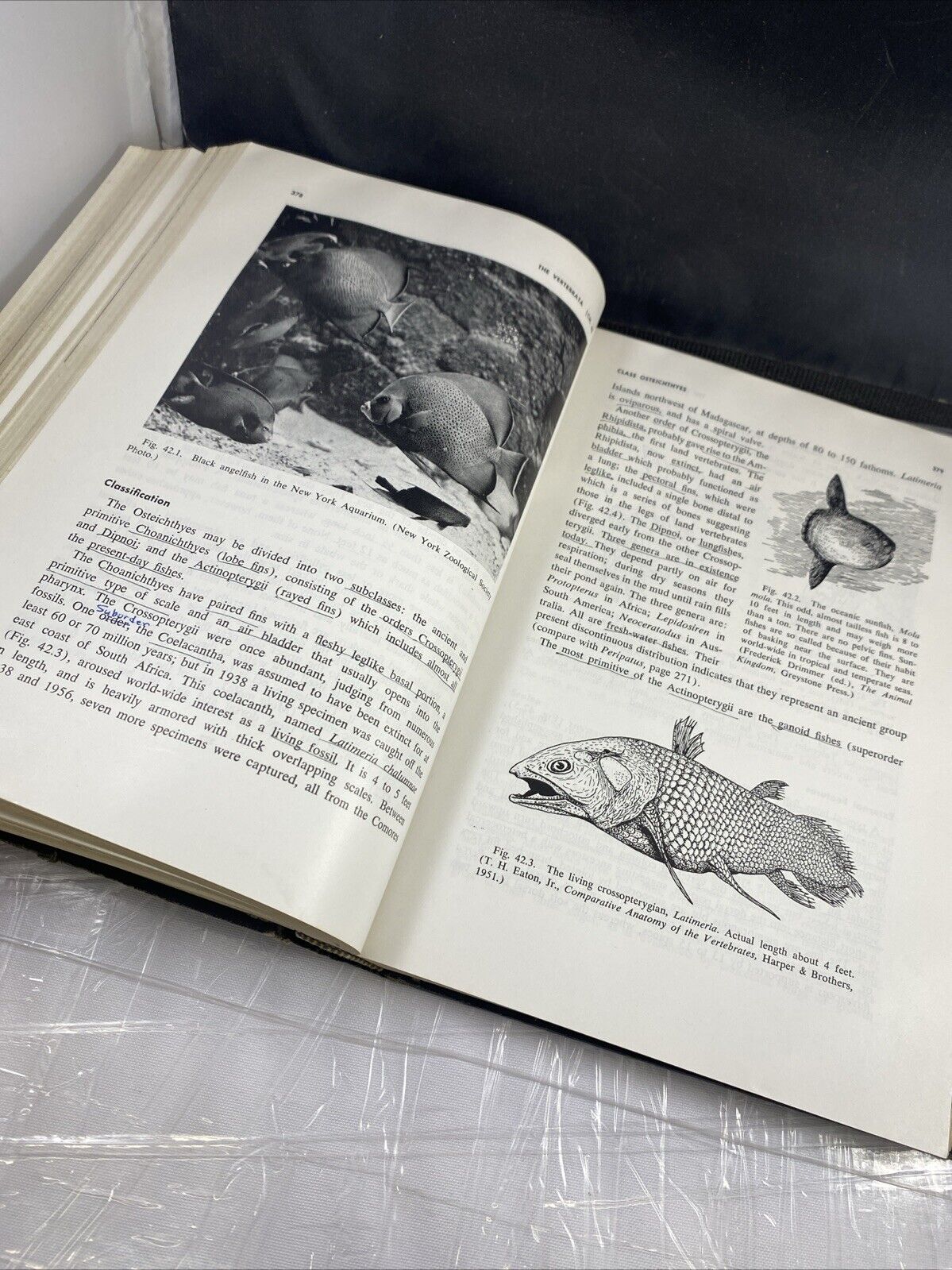 Vintage 50s Rare Animal Study College Textbook Introduction To Zoology Manter