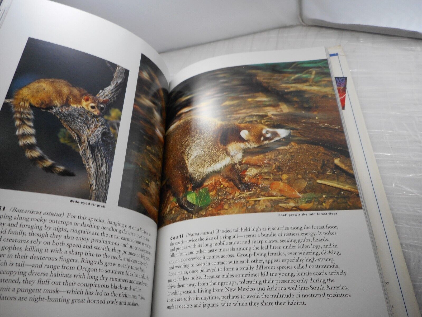 (With Bookplate) National Geographic Wild Animals of North America Hardback 1998