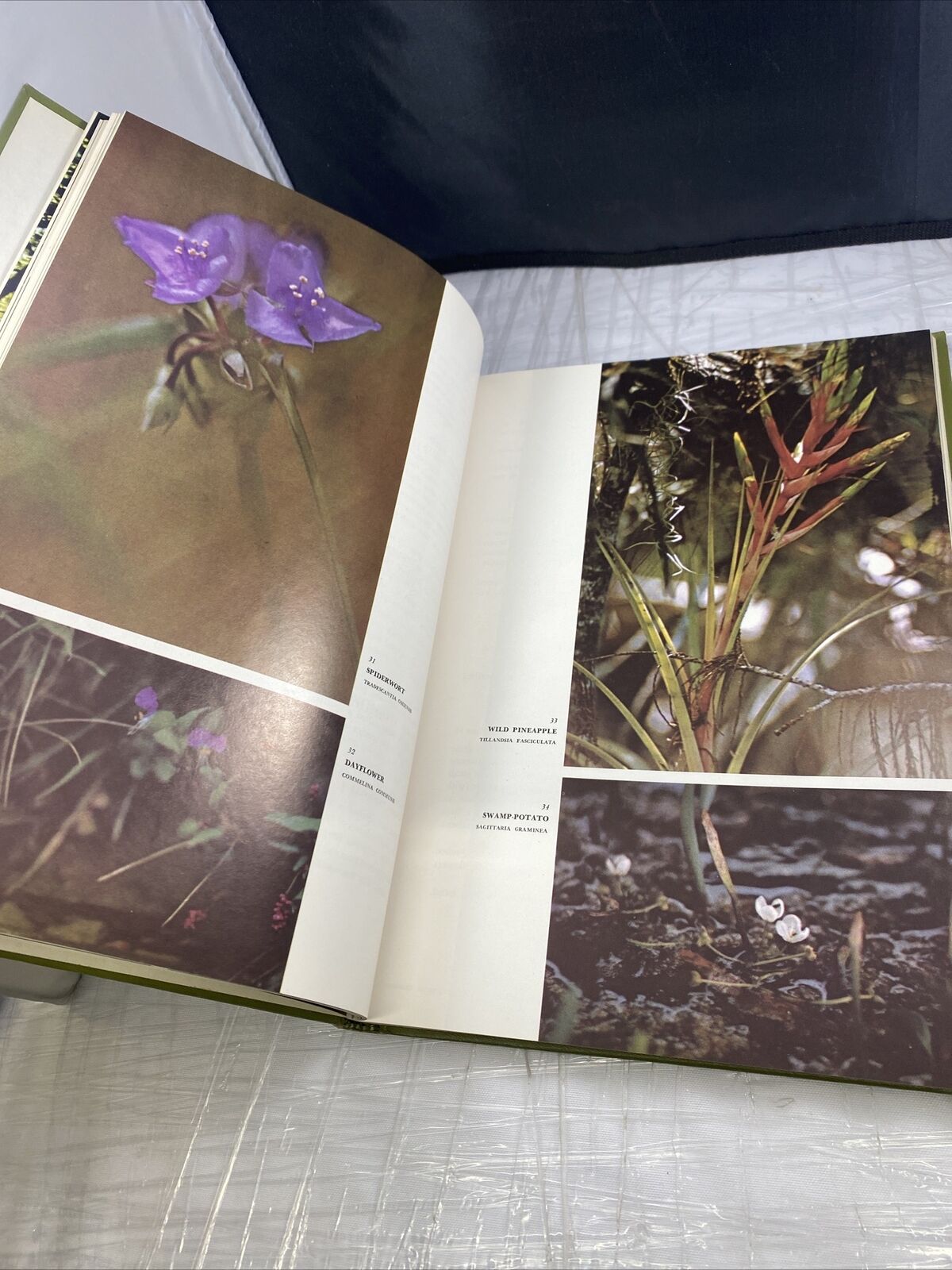 The Odyssey Book of AMERICAN WILDFLOWERS by H.W. Rickett 60s Vintage Pictures